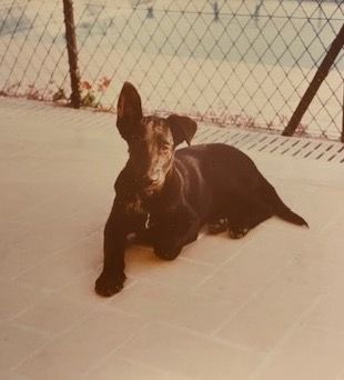 The Monegasque Retriever